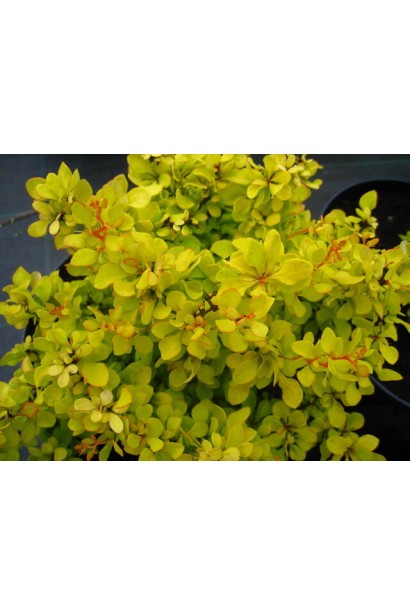 Барбарис тунберга Голден Карпет | Berberis thunbergii Golden Carpet